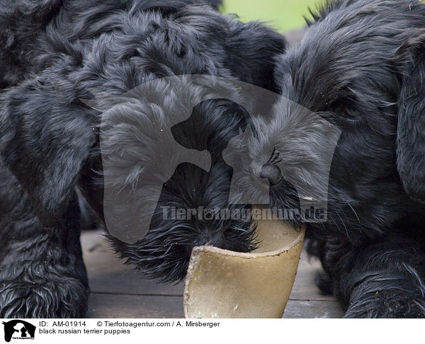 Schwarze Russische Terrier Welpen / black russian terrier puppies / AM-01914