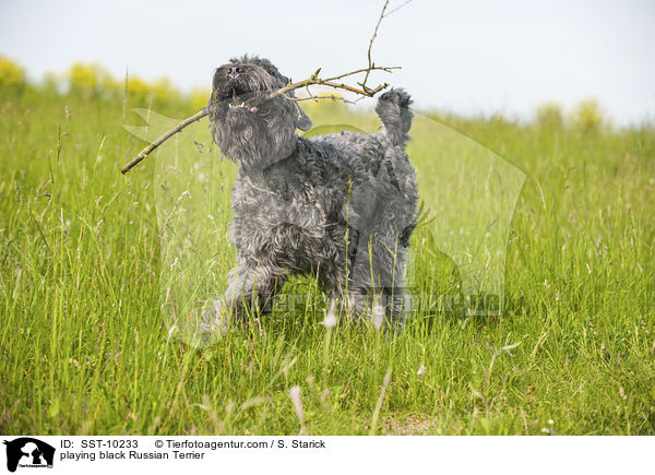 spielender Schwarzer Russischer Terrier / playing black Russian Terrier / SST-10233