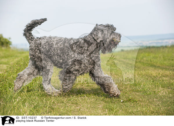 spielender Schwarzer Russischer Terrier / playing black Russian Terrier / SST-10237