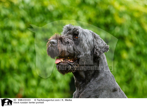 Schwarzer Russischer Terrier Portrait / black russian terrier portrait / KMI-03333