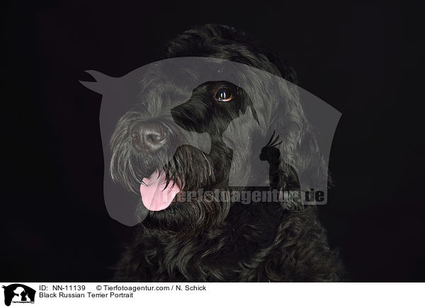 Schwarzer Russischer Terrier Portrait / Black Russian Terrier Portrait / NN-11139