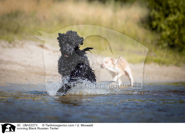 rennender Schwarzer Russischer Terrier / running Black Russian Terrier / UM-02273