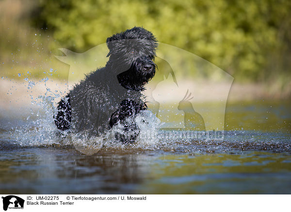 Schwarzer Russischer Terrier / Black Russian Terrier / UM-02275
