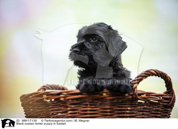 Schwarzer Russischer Terrier Welpe im Krbchen / Black russian terrier puppy in basket / MW-17139