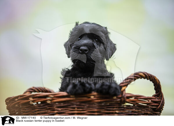 Schwarzer Russischer Terrier Welpe im Krbchen / Black russian terrier puppy in basket / MW-17140