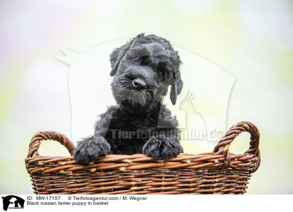 Schwarzer Russischer Terrier Welpe im Krbchen / Black russian terrier puppy in basket / MW-17157