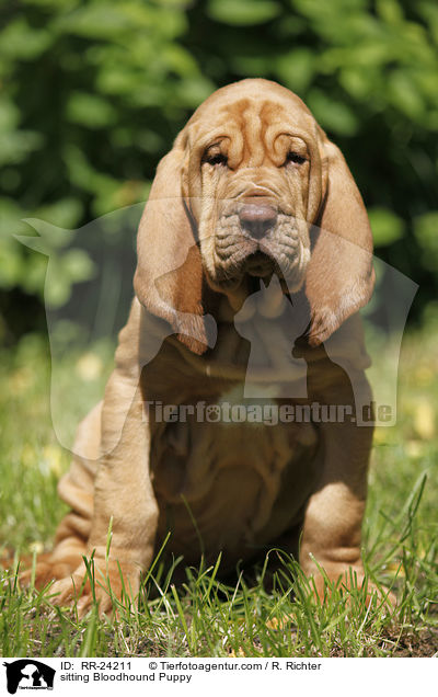 sitzender Bluthund Welpe / sitting Bloodhound Puppy / RR-24211