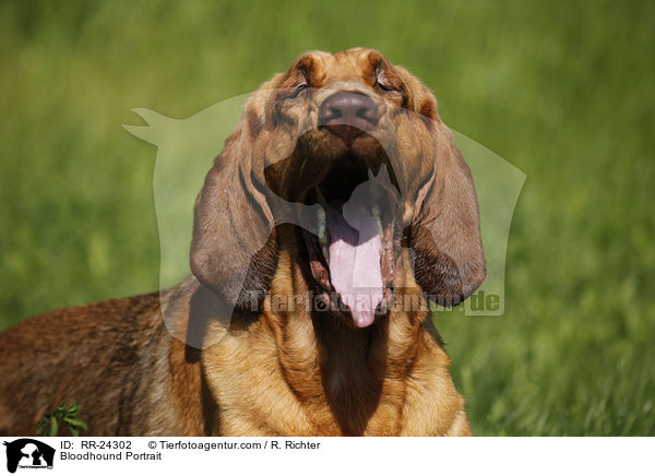 Bluthund Portrait / Bloodhound Portrait / RR-24302