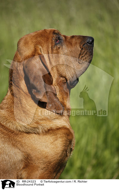 Bloodhound Portrait / RR-24323