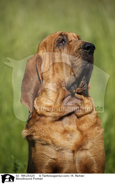 Bluthund Portrait / Bloodhound Portrait / RR-24325