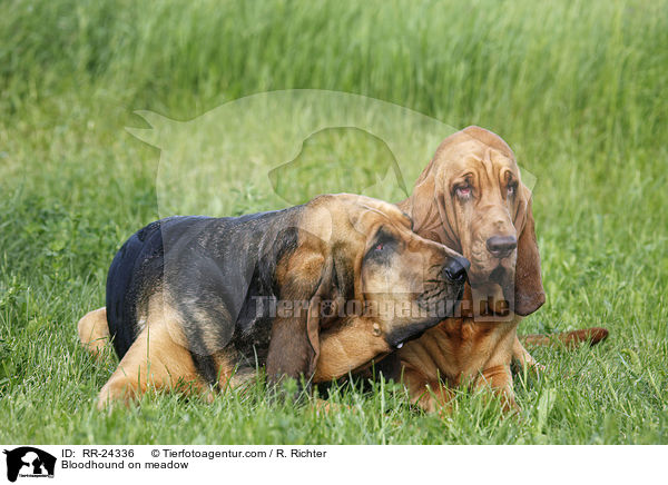 Bluthund auf Wiese / Bloodhound on meadow / RR-24336