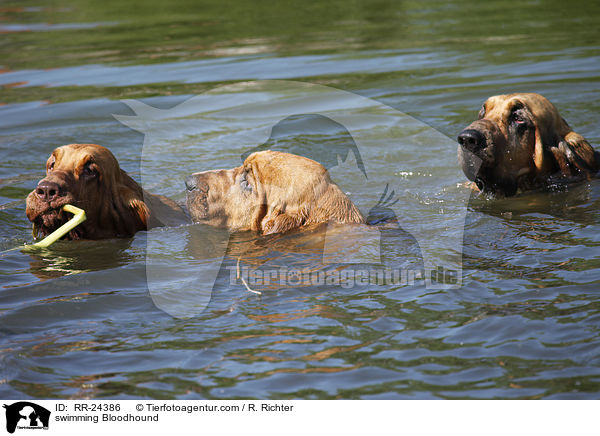 schwimmender Bluthund / swimming Bloodhound / RR-24386