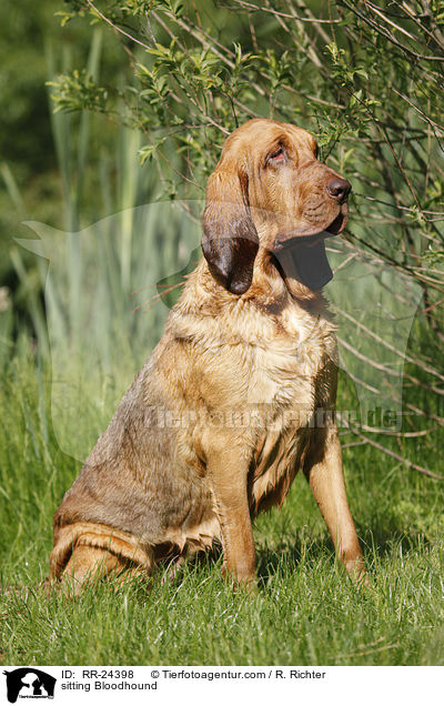 sitzender Bluthund / sitting Bloodhound / RR-24398