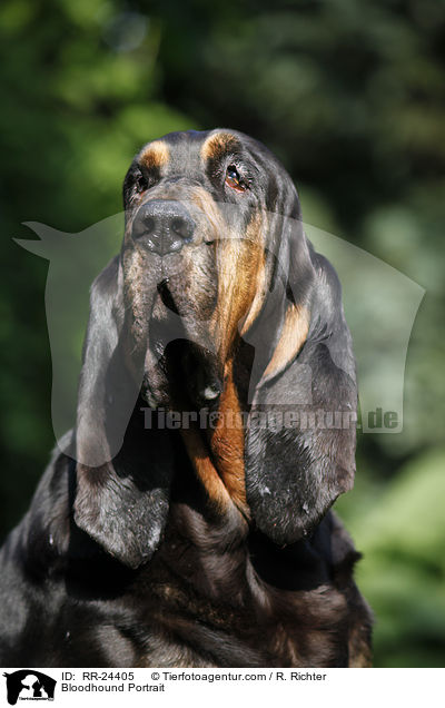 Bluthund Portrait / Bloodhound Portrait / RR-24405