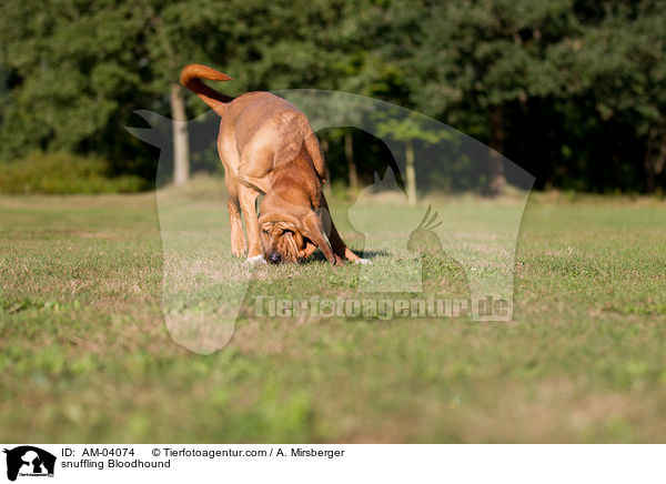 schnuppernder Bloodhound / snuffling Bloodhound / AM-04074
