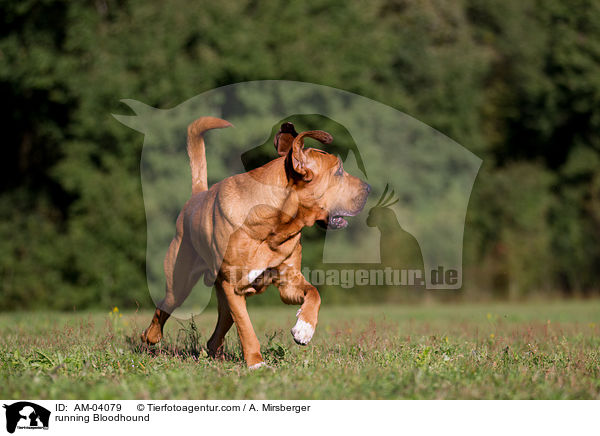 rennender Bloodhound / running Bloodhound / AM-04079