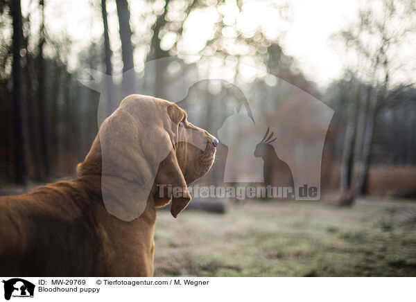 Bluthund Welpe / Bloodhound puppy / MW-29769