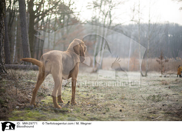 Bluthund / Bloodhound / MW-29771