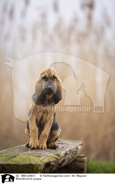 Bluthund Welpe / Bloodhound puppy / MW-29801