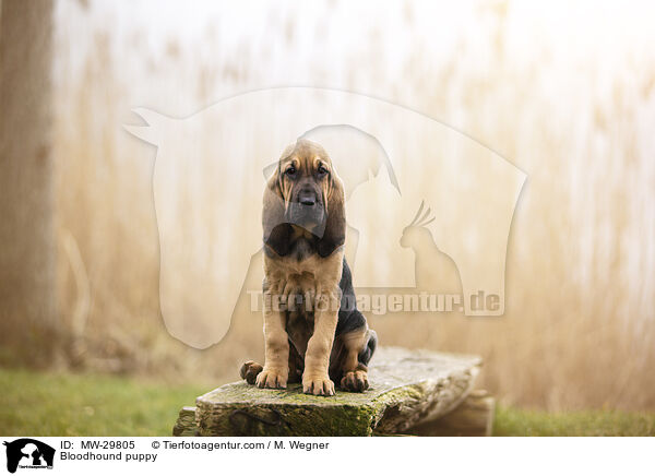 Bluthund Welpe / Bloodhound puppy / MW-29805