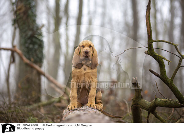 Bluthund Welpe / Bloodhound puppy / MW-29808