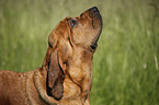 Bloodhound Portrait