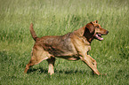 running Bloodhound