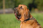 Bloodhound Portrait