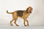 walking Bloodhound