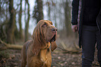 Bloodhound