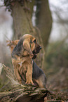 Bloodhound puppy