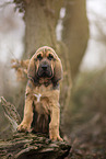 Bloodhound puppy