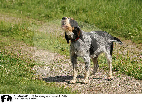 Griffon bleu de Gascogne / Blue Gascony Griffon / AB-01673