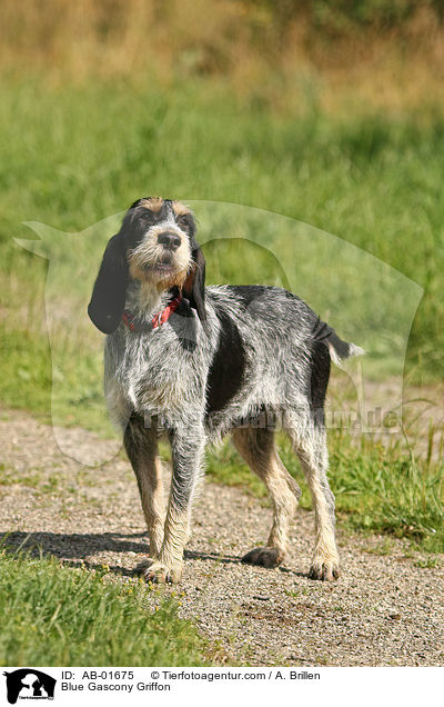 Griffon bleu de Gascogne / Blue Gascony Griffon / AB-01675