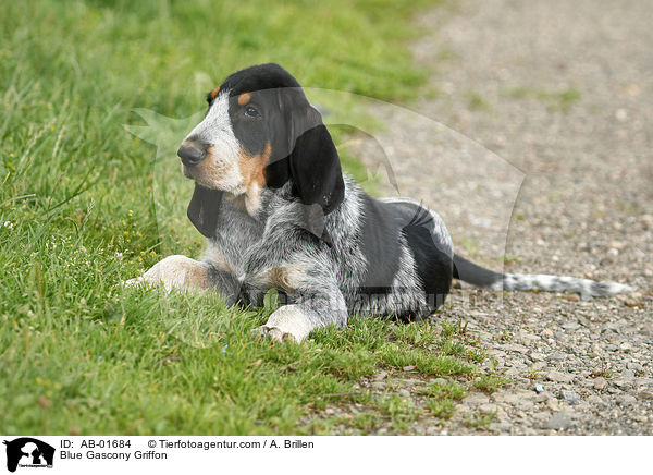 Griffon bleu de Gascogne / Blue Gascony Griffon / AB-01684