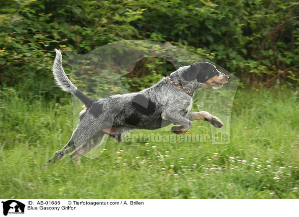 Griffon bleu de Gascogne / Blue Gascony Griffon / AB-01685