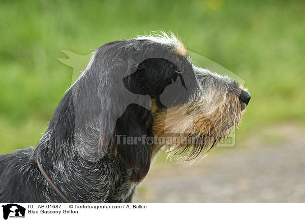 Griffon bleu de Gascogne / Blue Gascony Griffon / AB-01687