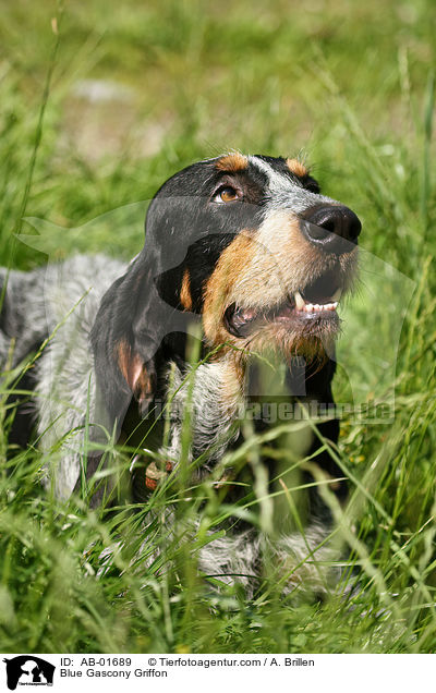 Griffon bleu de Gascogne / Blue Gascony Griffon / AB-01689