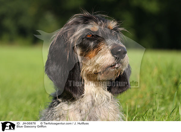 Griffon bleu de Gascogne / Blue Gascony Griffon / JH-06876