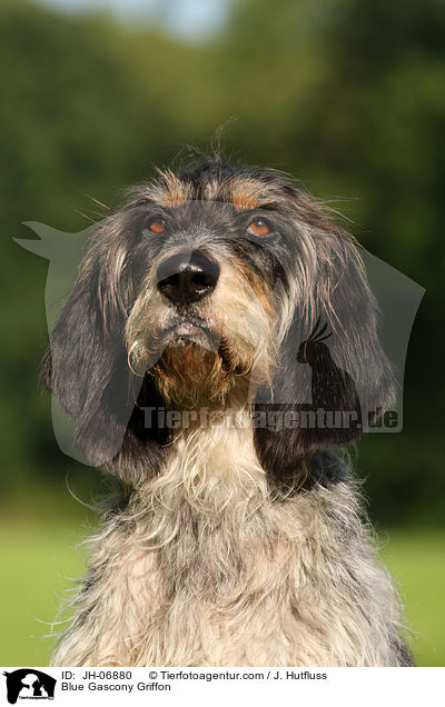 Griffon bleu de Gascogne / Blue Gascony Griffon / JH-06880