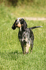 Blue Gascony Griffon