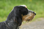 Blue Gascony Griffon