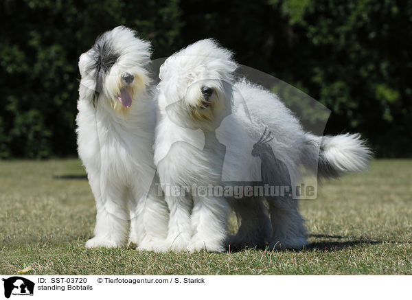 stehende Bobtails / standing Bobtails / SST-03720