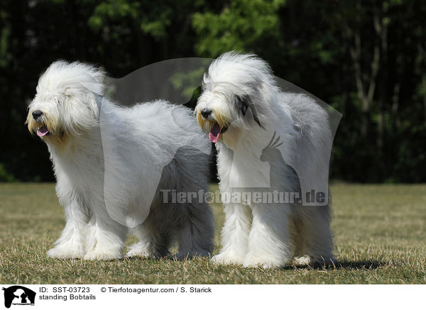 stehende Bobtails / standing Bobtails / SST-03723