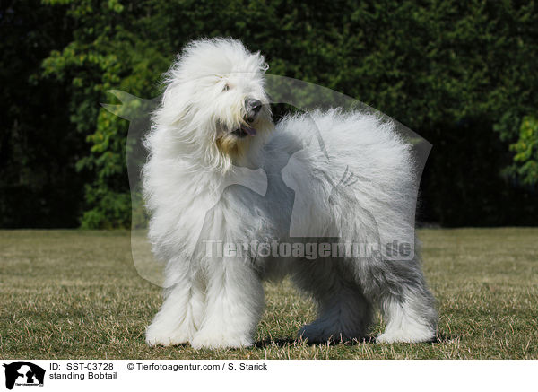 stehender Bobtail / standing Bobtail / SST-03728