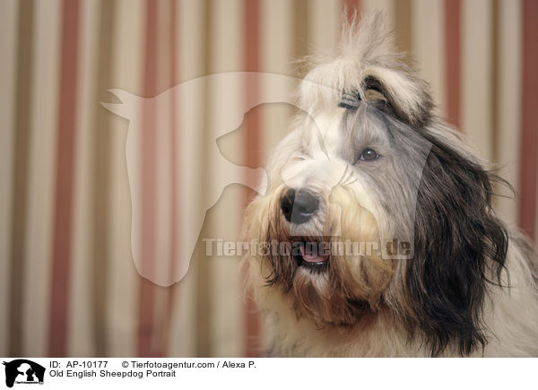 Bobtail Portrait / Old English Sheepdog Portrait / AP-10177