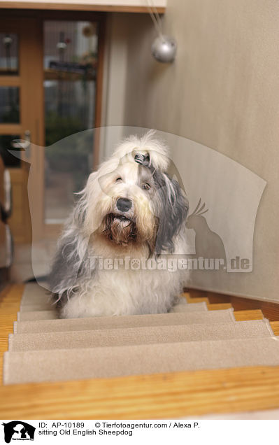 sitzender Bobtail / sitting Old English Sheepdog / AP-10189