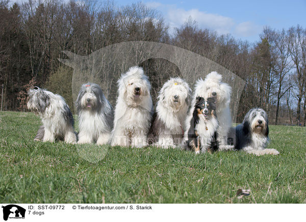 7 dogs / SST-09772