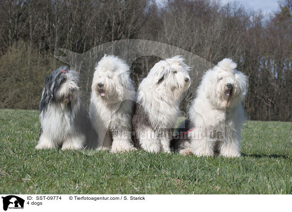 4 dogs / SST-09774