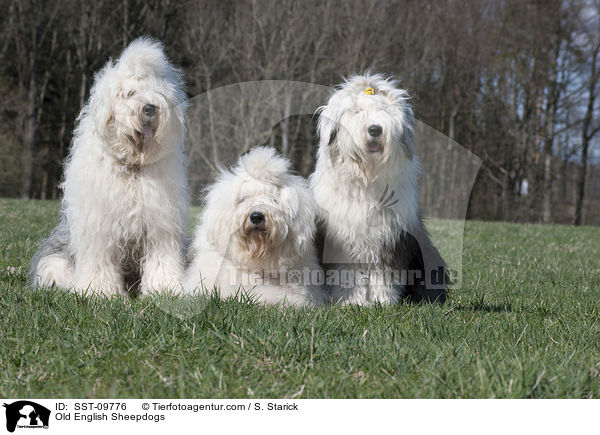 Bobtails / Old English Sheepdogs / SST-09776